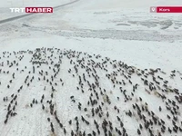 گرفتار شدن عشایر قارص در برف