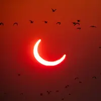 کسوف و سکوت طبیعت: خورشیدگرفتگی کلی آمریکا راز حساسیت پرندگان به نور را فاش کرد