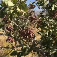 برداشت بیش از 3 هزار تن پسته از باغات شهرستان تفتان