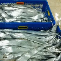 صادرات ۱۵۶ تُن ماهی یال اسبی از قشم به چین