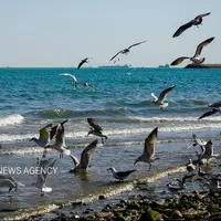 سواحل و فراساحل استان بوشهر مواج است