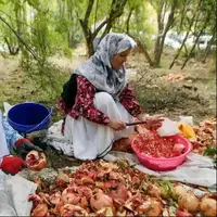 برداشت نوبرانه انار در گیلان آغاز شد