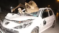 ۵۲ فوتی و ۳۱۸ تصادف، کارنامه شترهای سرگردان در جاسک طی دو دهه