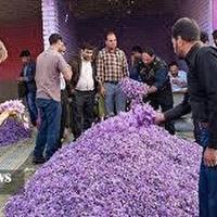آغاز فعالیت روستا بازار خرید و فروش گل زعفران در فاروج