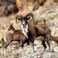 پستانداران شاخص استان مرکزی سرشماری پاییزه میشوند/ احتمال سرشماری هوشمند