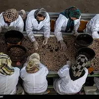 عکس/ تولید پسته برای آبادانی مناطق محروم