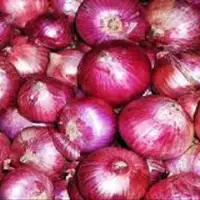 پیش‌بینی برداشت ۷۲ هزار تن پیاز در آذربایجان شرقی