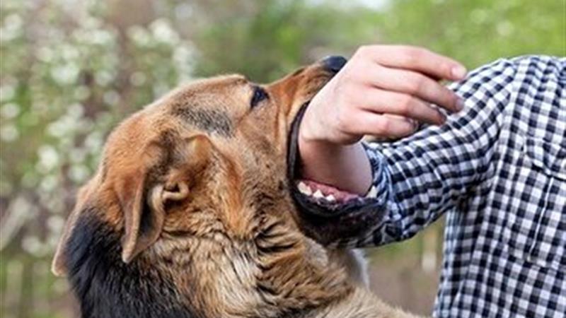 افزایش نگران‌کننده موارد حیوان‌گزیدگی در یزد