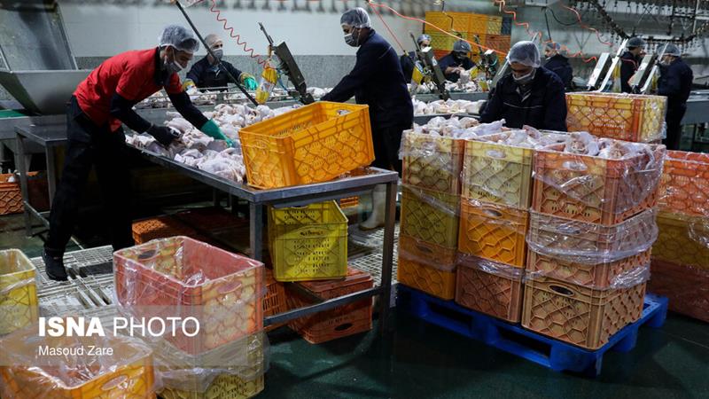 قطعهبندی مرغ در مغازهها از نظر بهداشتی ممنوع است