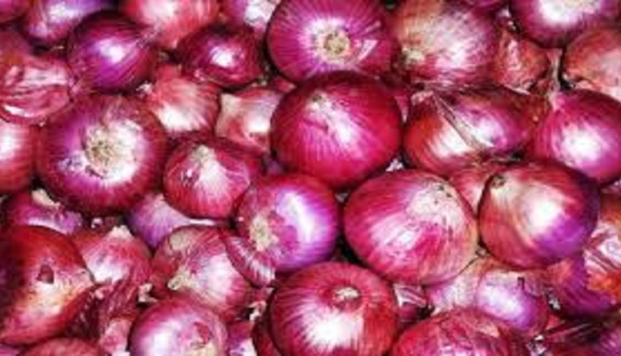 پیشبینی برداشت ۷۲ هزار تن پیاز در آذربایجان شرقی