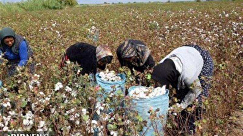 آغاز برداشت پنبه از پنبه زارهای خراسان شمالی