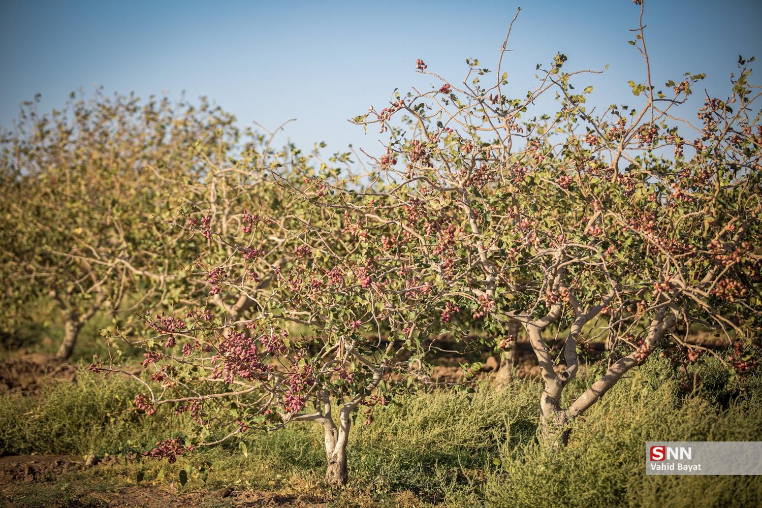عکس/ برداشت پسته در شهرستان نیشابور