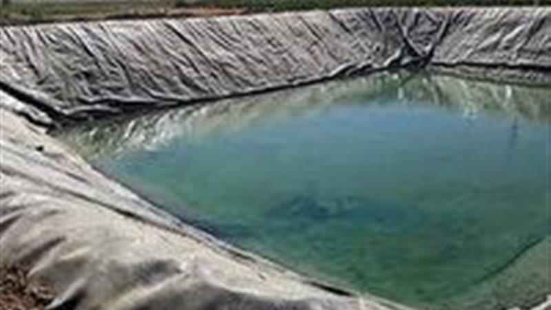نجات خرس و روباه از استخرهای کشاورزی شهرستان شاهرود