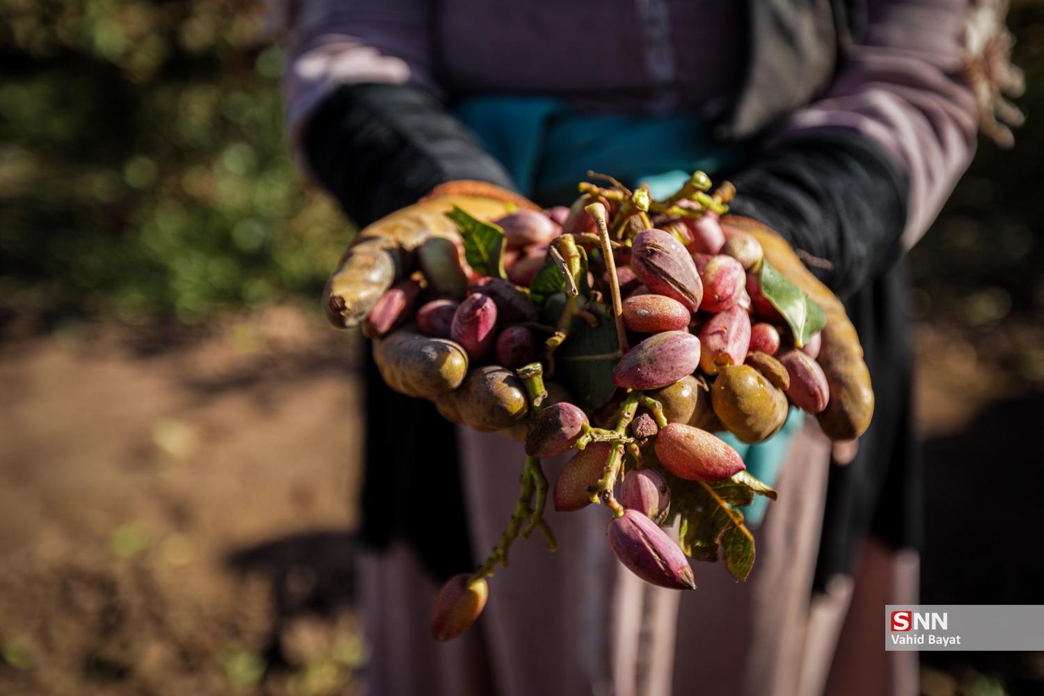 عکس/ برداشت پسته در شهرستان نیشابور
