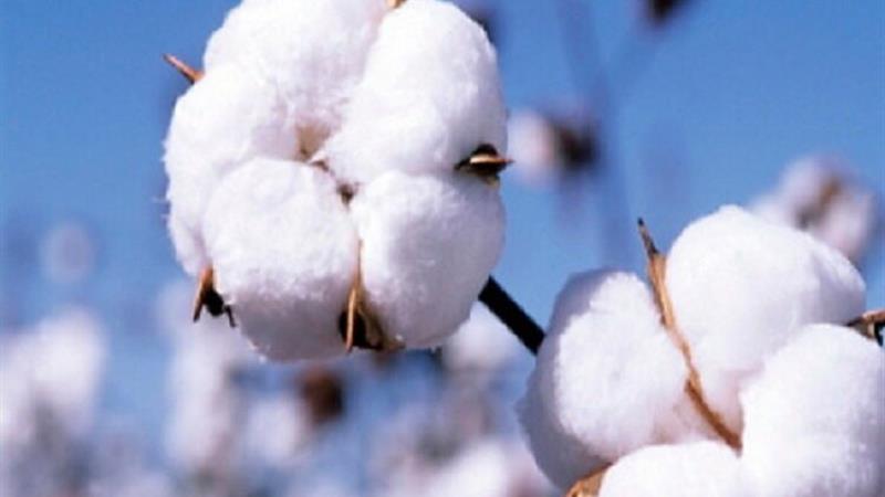 قیمت خرید پنبه در خراسان شمالی عادلانه نیست