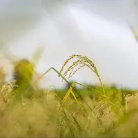 تولید ۴۸ هزار تن شلتوک از پرورش راتون در گیلان