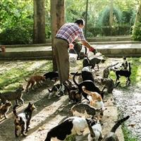 تغذیه حیوانات شهری خیانت به حیات وحش است