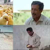 روایت خسارت و ایستادگی در سوسنگرد؛ تجاوز رژیم صهیونی به مرغداری نعیم