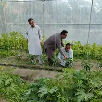 سراوان؛ قطب تولیدات گلخانه‌ای با تولید بیش از ۱۳ هزار تن محصول