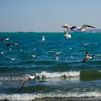مواج شدن خلیج فارس و تشدید باد شمالی در سواحل استان بوشهر