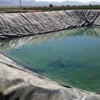 نجات خرس و روباه از استخرهای کشاورزی شهرستان شاهرود
