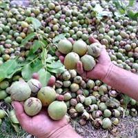 تفرش رتبه سوم تولید گردو در استان مرکزی است