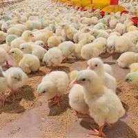 راهکارهای مدیریتی برای بهبود و ارتقای نژاد جوجه گوشتی ملی