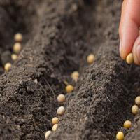 ساماندهی توزیع بذر گلخانه‌ای در یزد با نظارت اتاق اصناف کشاورزی
