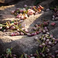عکس/ برداشت پسته در شهرستان نیشابور