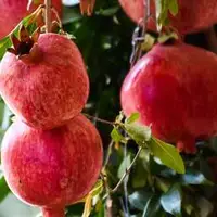 آغاز برداشت بیش از ۲ هزار تن انار از باغات استان قزوین