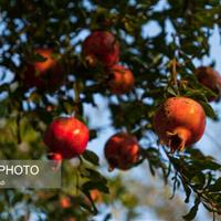 انار اردستان ظرفیت برندسازی ملی را دارد