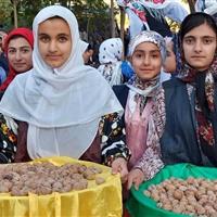 آغاز پنجمین جشنواره ملی گردو در سهرورد؛ جشن طعم، فرهنگ و طبیعت