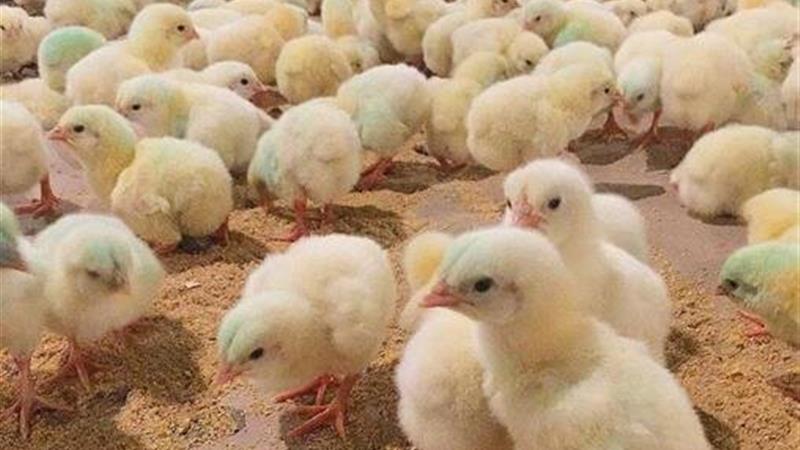 راهکارهای مدیریتی برای بهبود و ارتقای نژاد جوجه گوشتی ملی