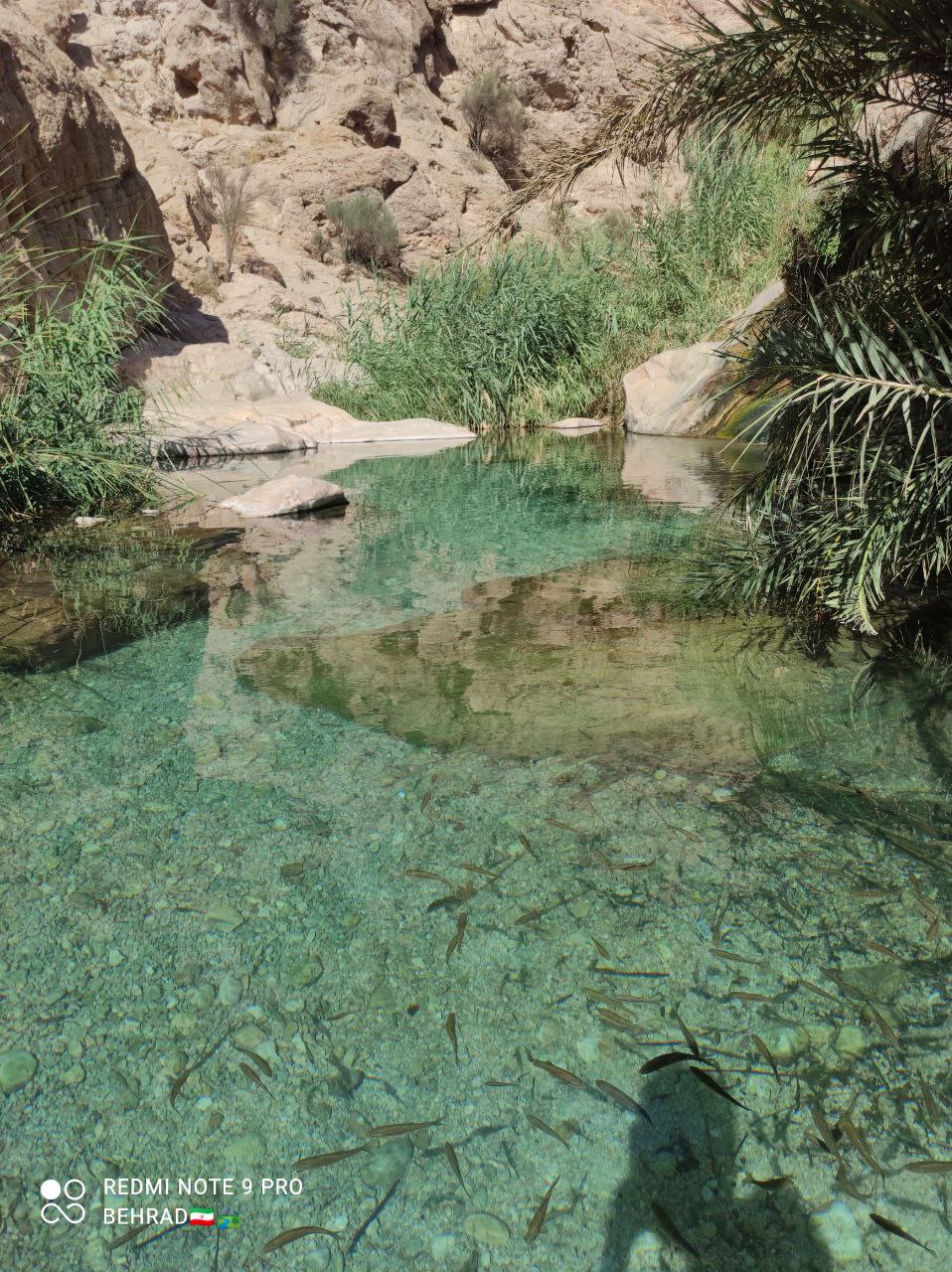 ازمیغان طبس، نخل و شالیزارهایی در دل کویر