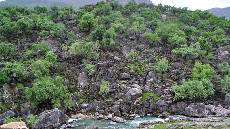 جنگلها و مراتع البرز در معرض پنج آفت و بیماری گیاهی کلیدی قرار دارند