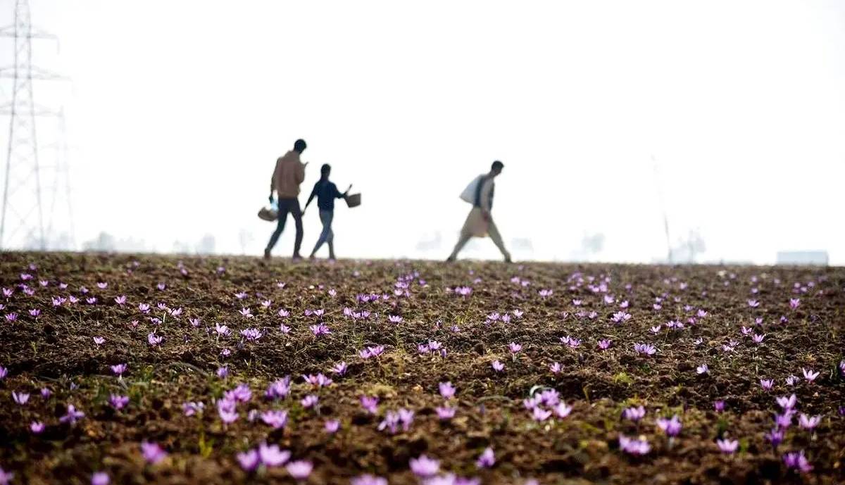 کارگری در مزارع، مردن در جاده؛ گزارشی از شرایط کاری کودکان بلوچ بیشناسنامه