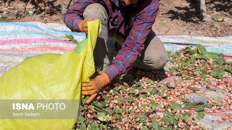 برداشت ۴۶۷۰ تن پسته از باغات زاهدان