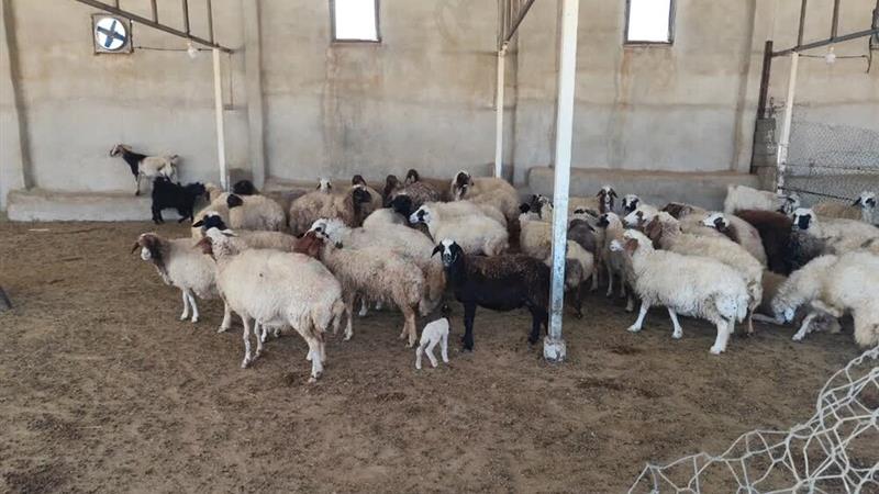 جیره متعادل، کلید افزایش سودآوری در پرواربندی بره در ایلام