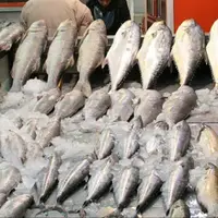 صادرات ۱۵۰۰ تُنی محصولات دریایی کنارک به 4 کشور آسیایی