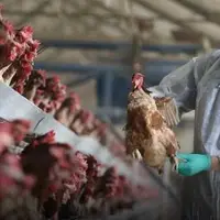 پاسخ معاون وزیر بهداشت به هشدار WHO برای شیوع یک بیماری در ایران