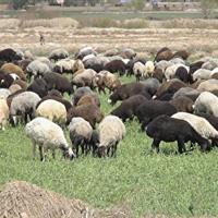 زنجان، قطب علمی و تولیدی دام سبک در کشور