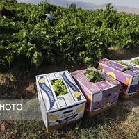 برنامه‌ریزی برای گسترش بازار محصولات کشاورزی با استفاده از ظرفیت اجلاس اکو