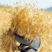 ۹۵ درصد مطالبات گندمکاران پرداخت شد