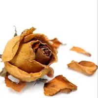 طرح/ تسلیم بودن هنگام مرگ 