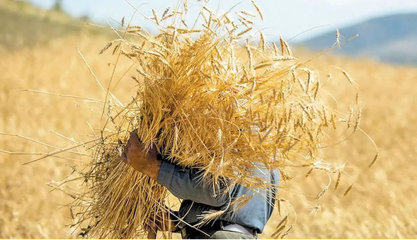 ۹۵ درصد مطالبات گندمکاران پرداخت شد