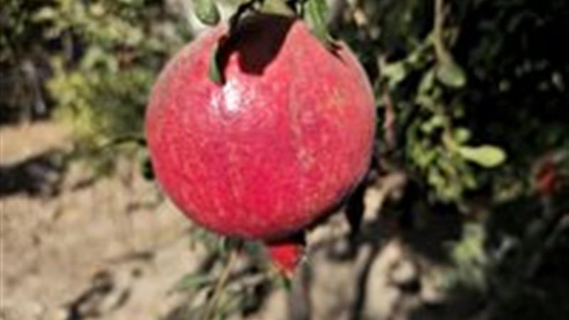 آغاز برداشت ۷۶۰ تن انار در بخش خضرآباد