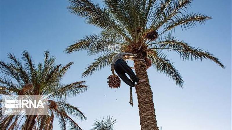 طلای شیرین زاگرس در مهران به بار نشست/ آغاز برداشت خرمای پیارم