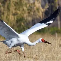 سرنوشت نامعلوم امید
