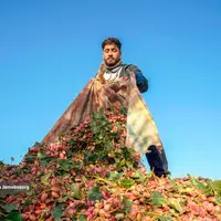 عکس/ برداشت محصول در بینالود
