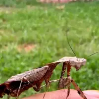 شکارچی با چشمان سه بعدی